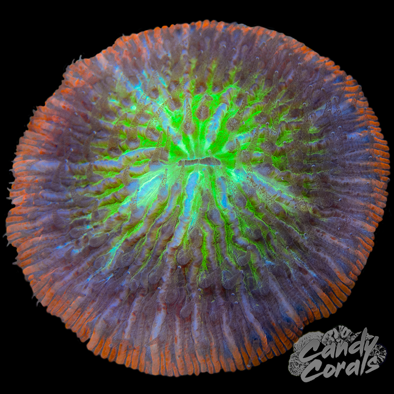 Rainbow Ultra Plate WYSIWYG 24