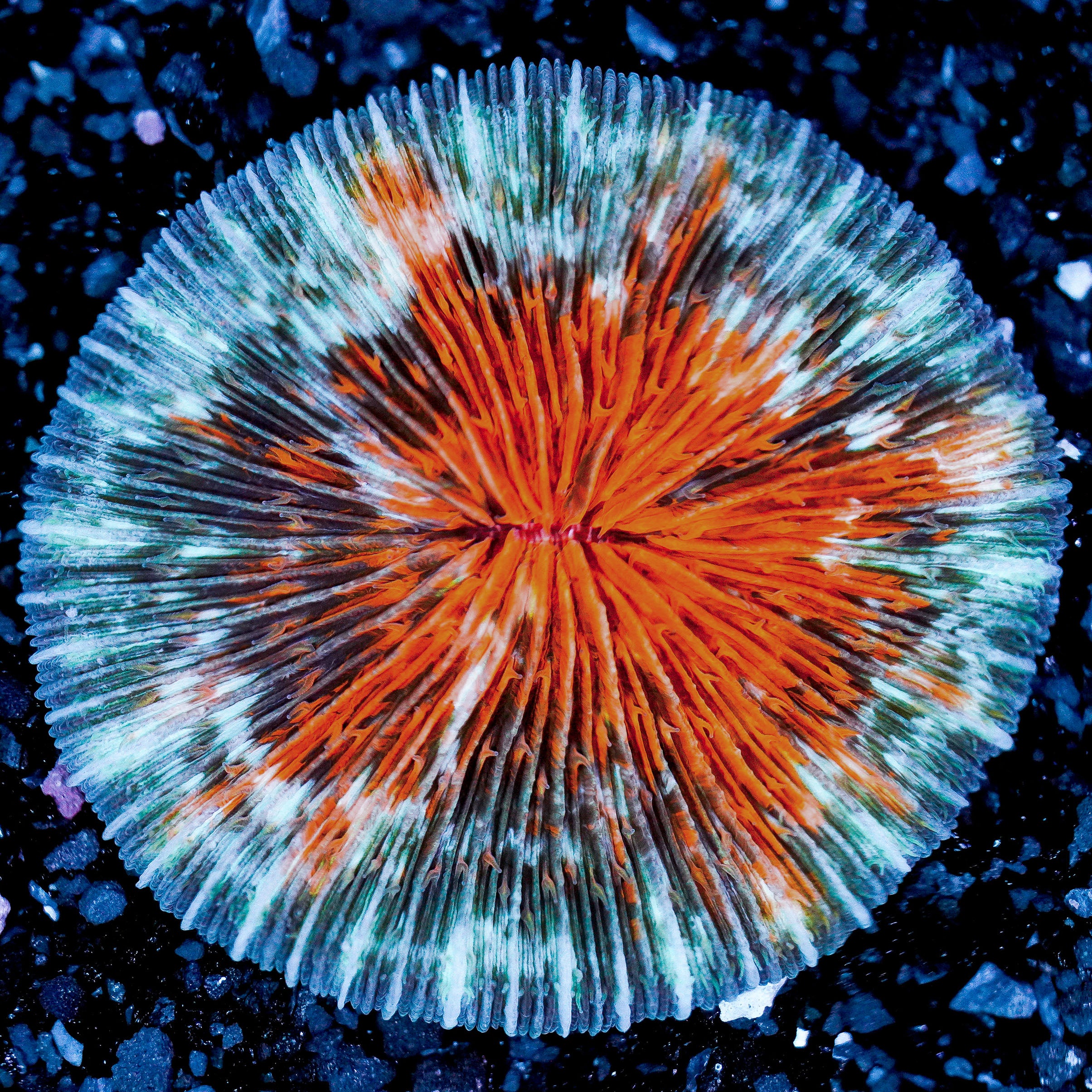 Ultra Plate WYSIWYG 35