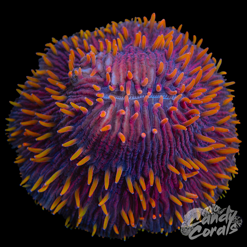 Rainbow Ultra Plate WYSIWYG 28