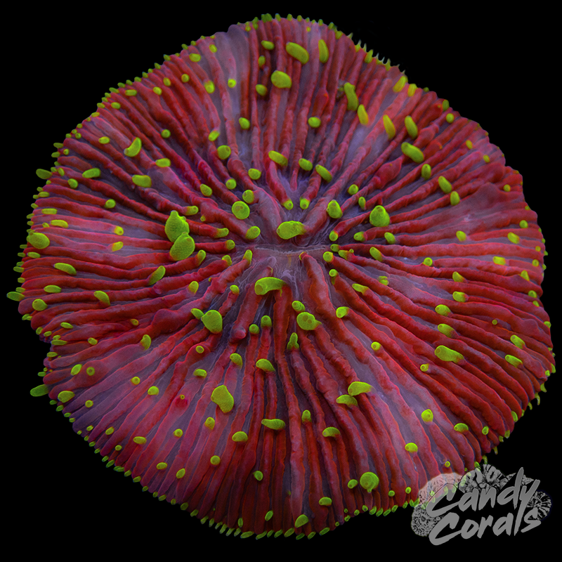 Rainbow Ultra Plate WYSIWYG 31