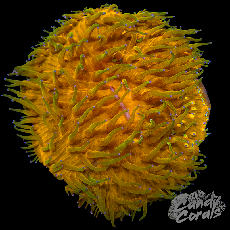 Green Tentacle Orange Ultra Plate