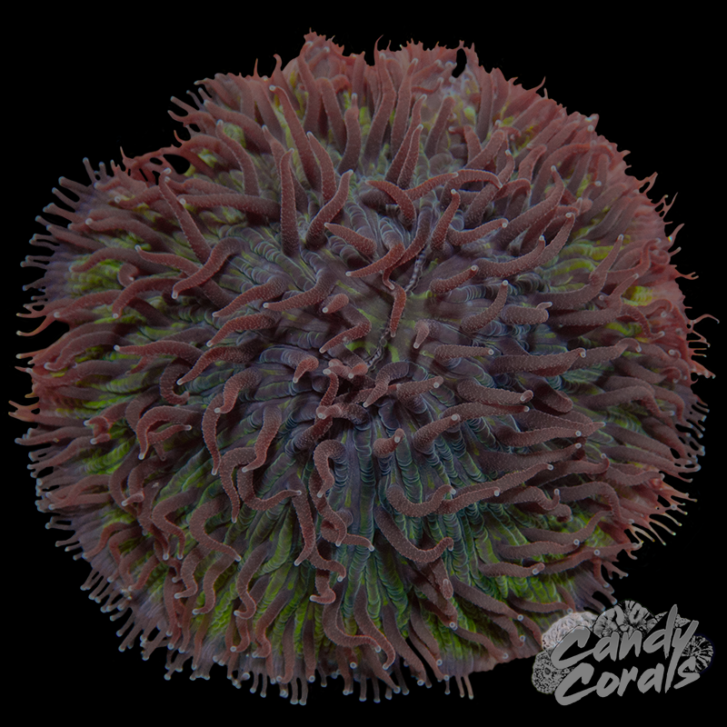 Green Purple Tentacle Plate Coral