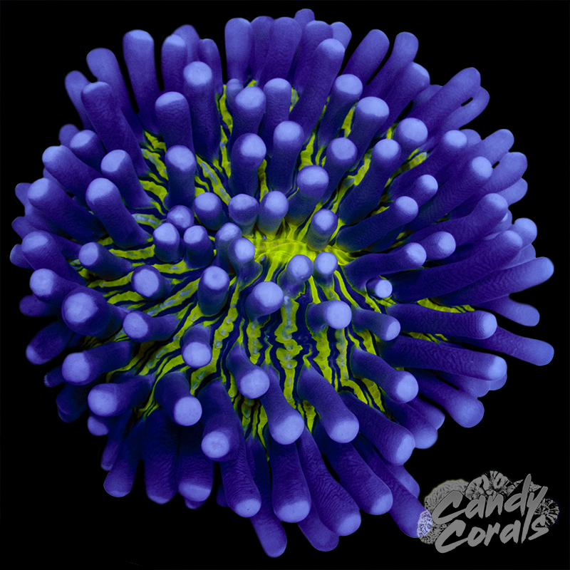 Bright Yellow Base Purple Heliofungia