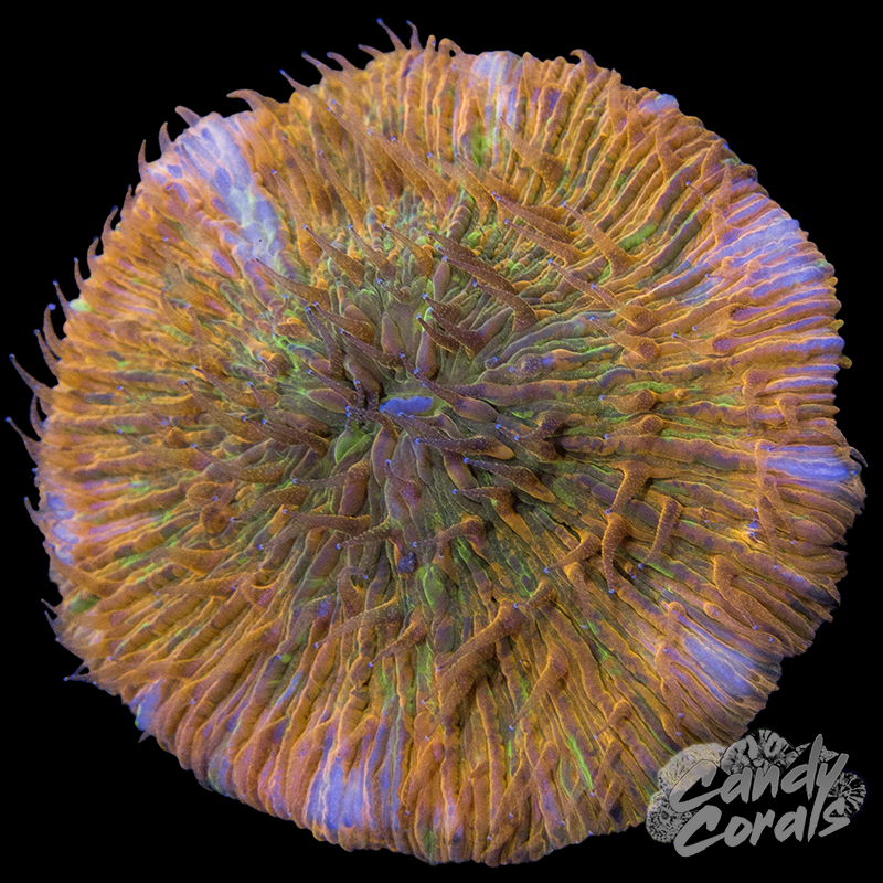 Rainbow Ultra Plate WYSIWYG 3