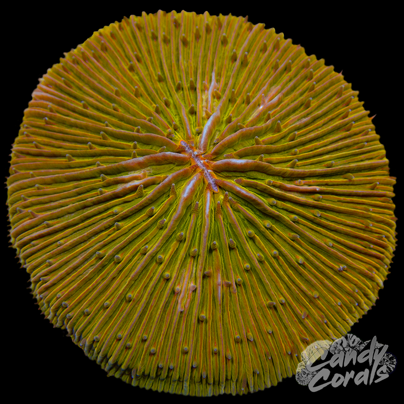 Metallic Orange Plate WYSIWYG 38