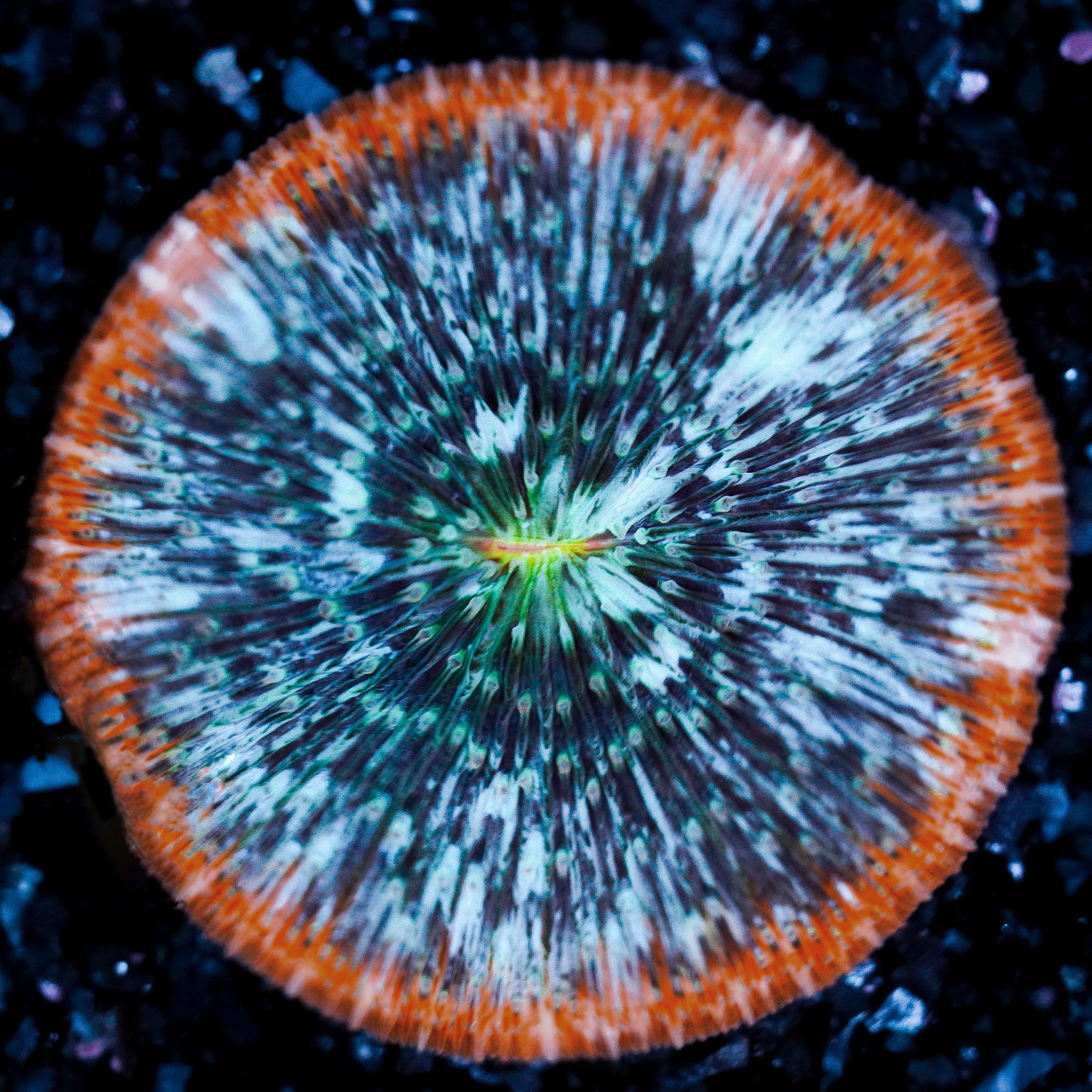 Orange Rim Plate WYSIWYG 32