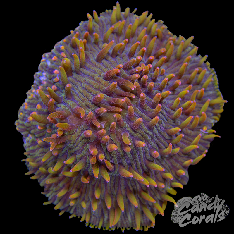 Rainbow Ultra Plate WYSIWYG 28