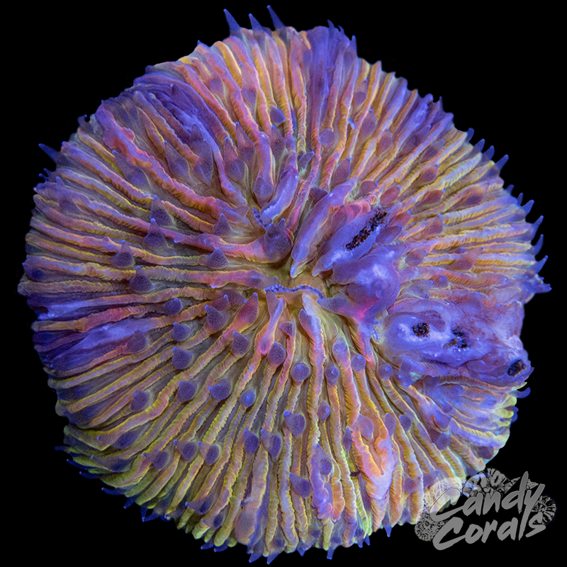 Rainbow Ultra Plate WYSIWYG 4