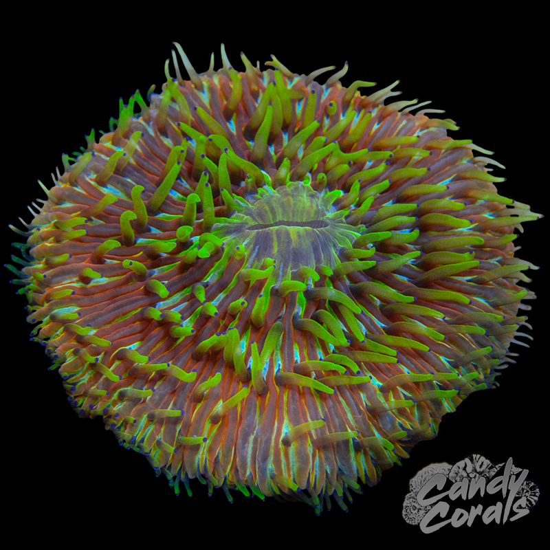 Green Tentacle Rainbow Ultra Plate