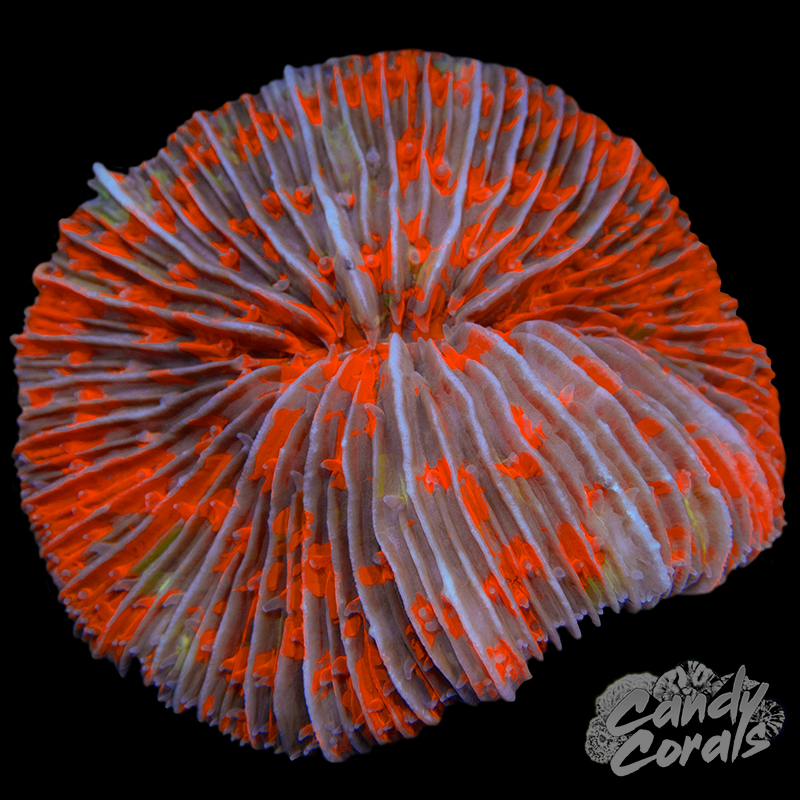 Orange and Green Splatter Plate WYSIWYG 39