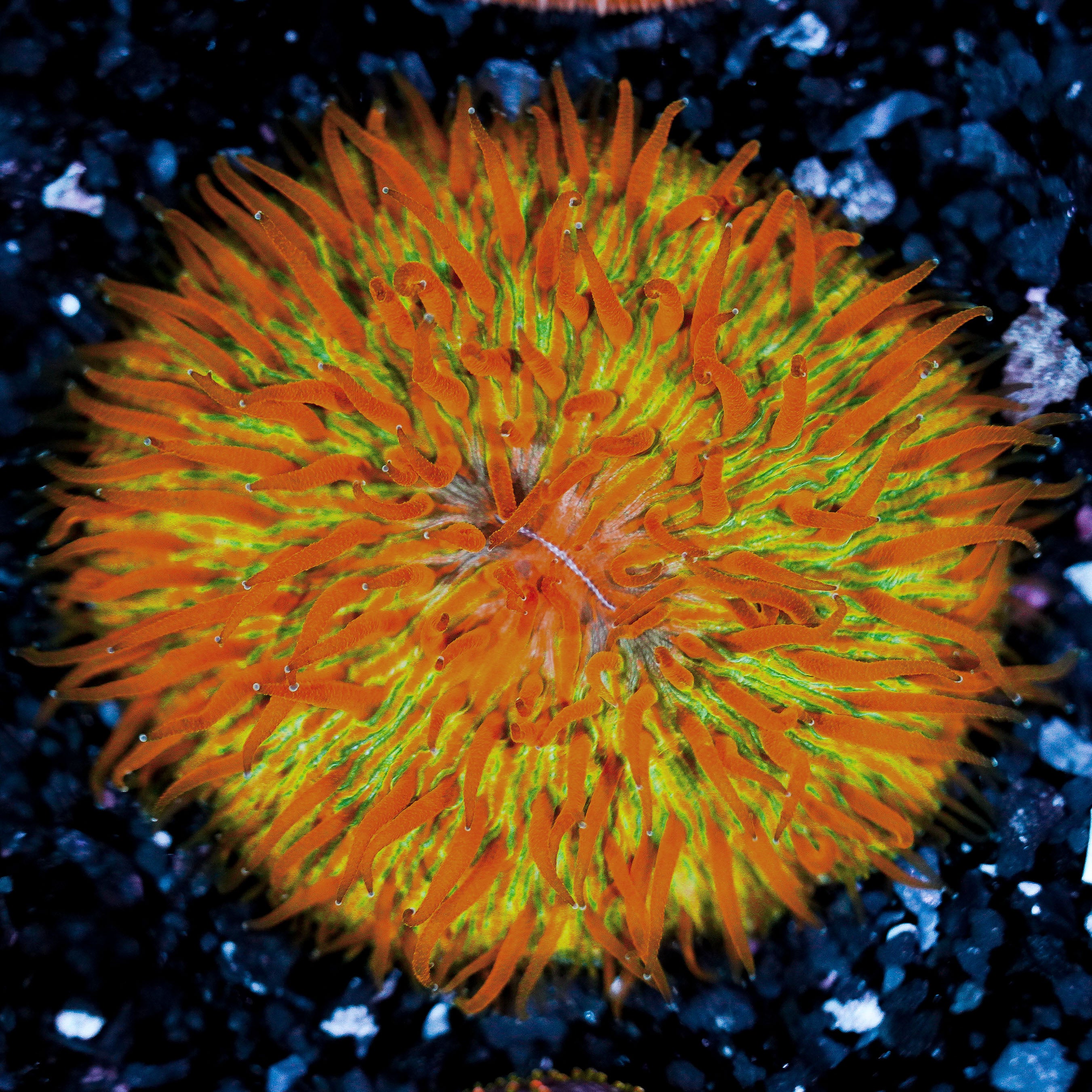 Orange Tentacle Plate WYSIWYG 33