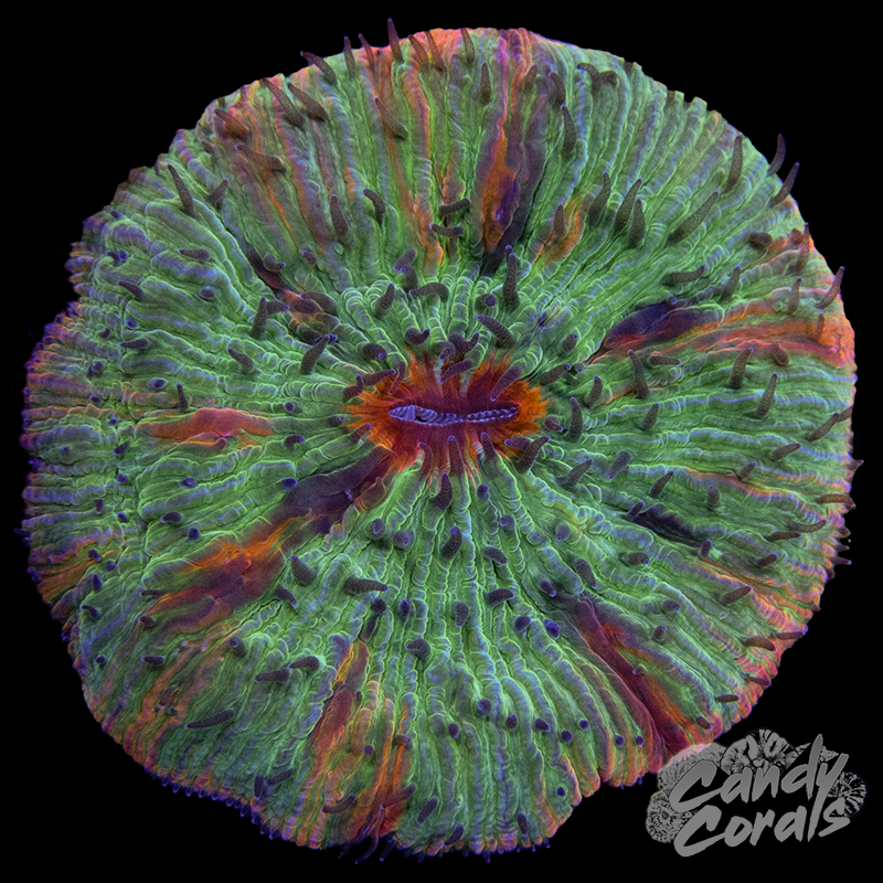 Rainbow Ultra Plate WYSIWYG 5