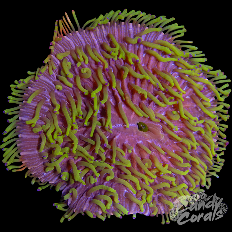 Rainbow Ultra Plate WYSIWYG 52