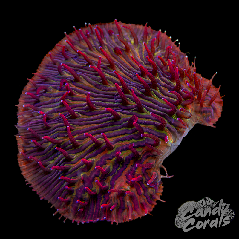 Pink Tentacle Plate WYSIWYG 40
