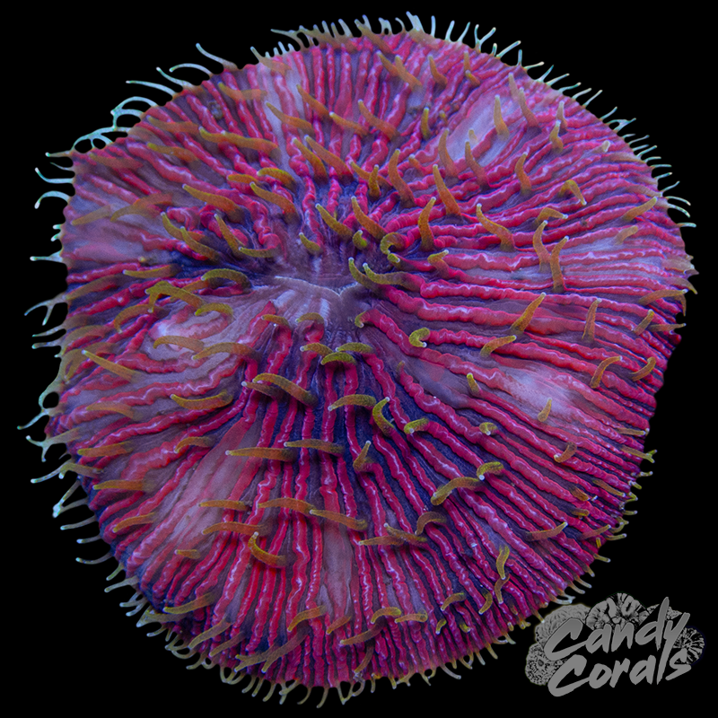 Pink Plate WYSIWYG 12
