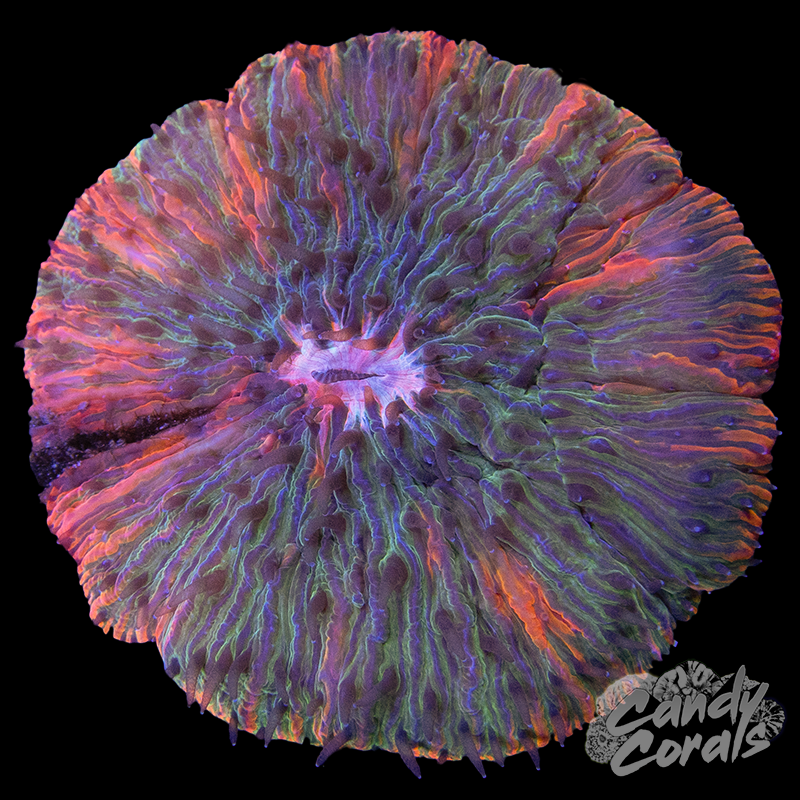 Rainbow Ultra Plate WYSIWYG 6