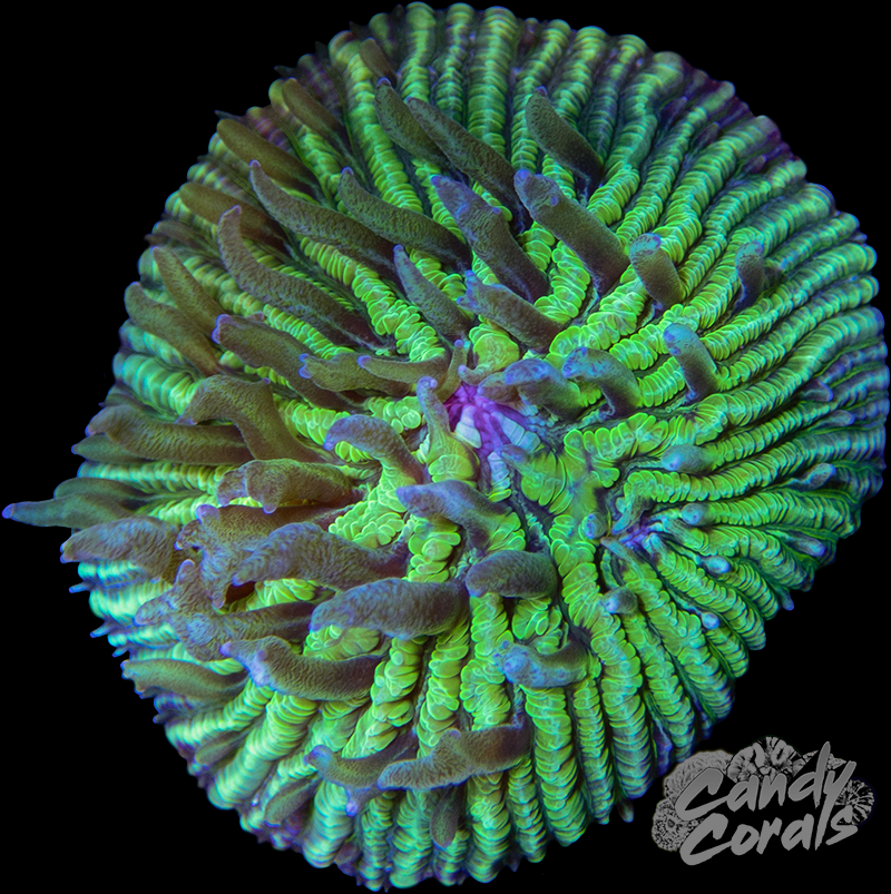 TSA Funky Fungia Plate Coral WYSIWYG 8