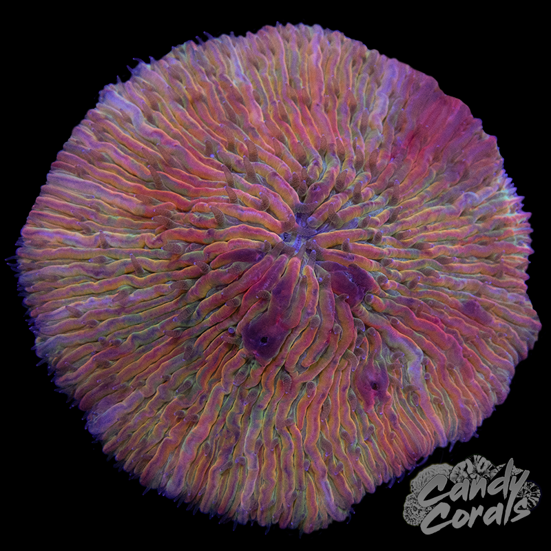 Rainbow Ultra Plate WYSIWYG 8