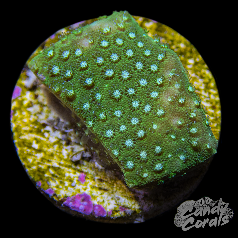 Blue Polyp Porites Frag B30