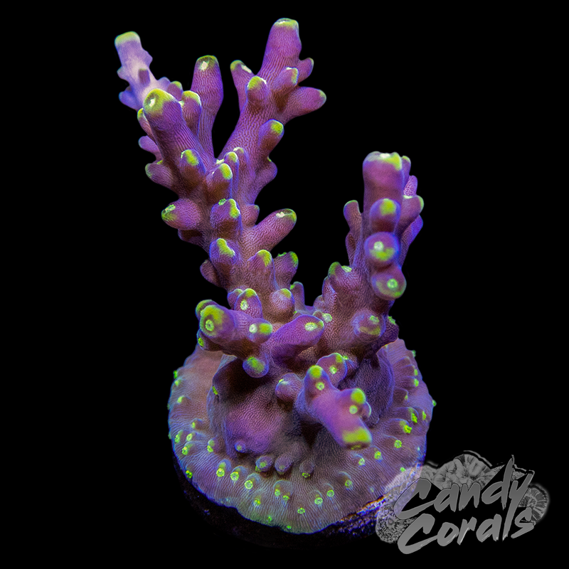 Proximo Acropora Sp. Frag A41