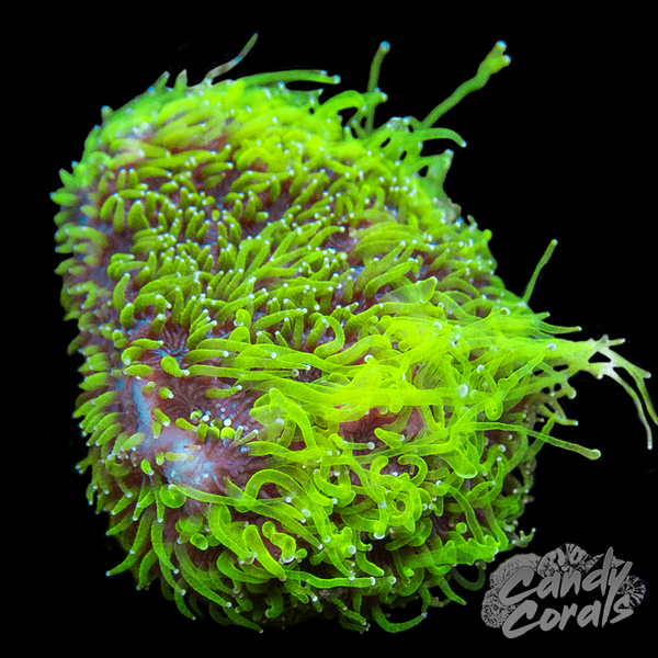 TSA Space Ranger Lithophyllon Frag B57 – Candy Corals