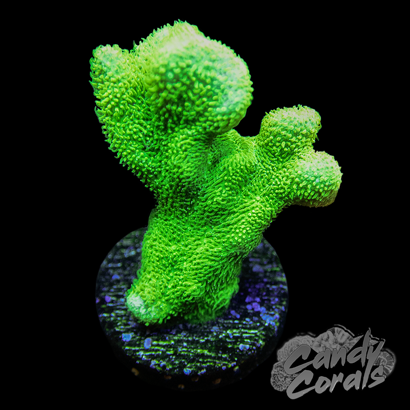 Green Branching Psammocora Frag B42