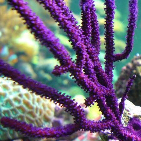 Purple Non-photosynthetic Gorgonian