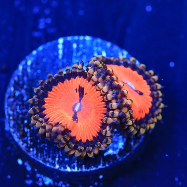 TSA Bloodsucker Zoanthid Frag