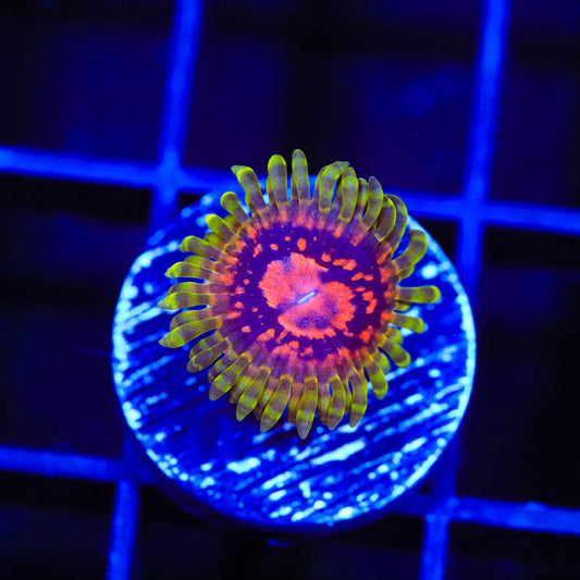 Marvin the Martian Zoa Per Polyp