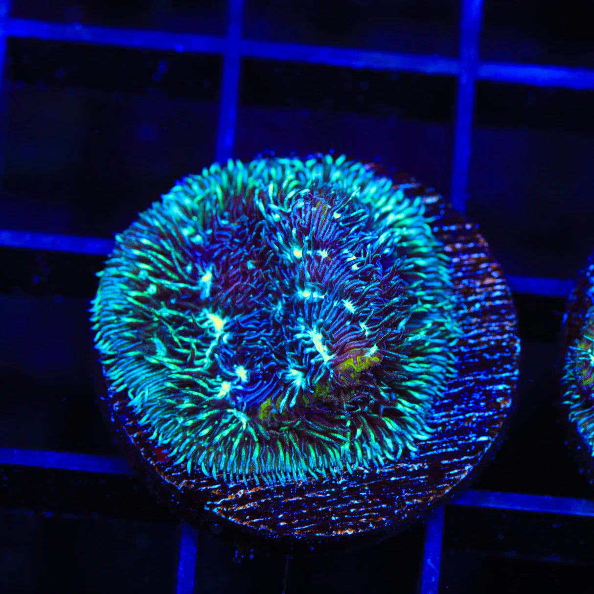 TSA Cloverfield Coral Frag B42