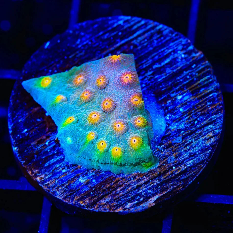 JF Buzz Kill Cyphastrea Frag C17