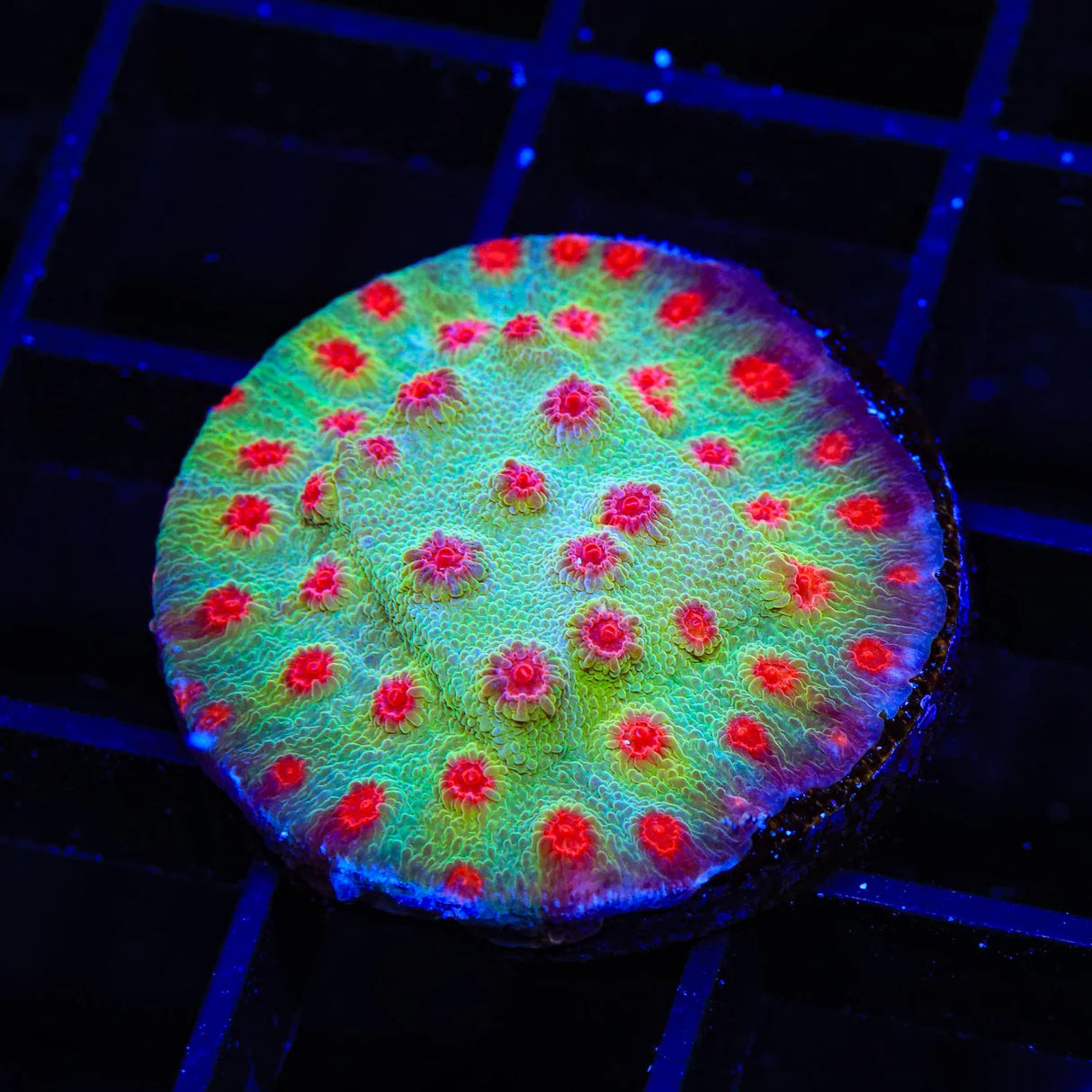 JF Rocketman Cyphastrea Frag C18