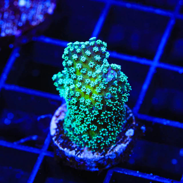 Stellar Stylophora Frag A88