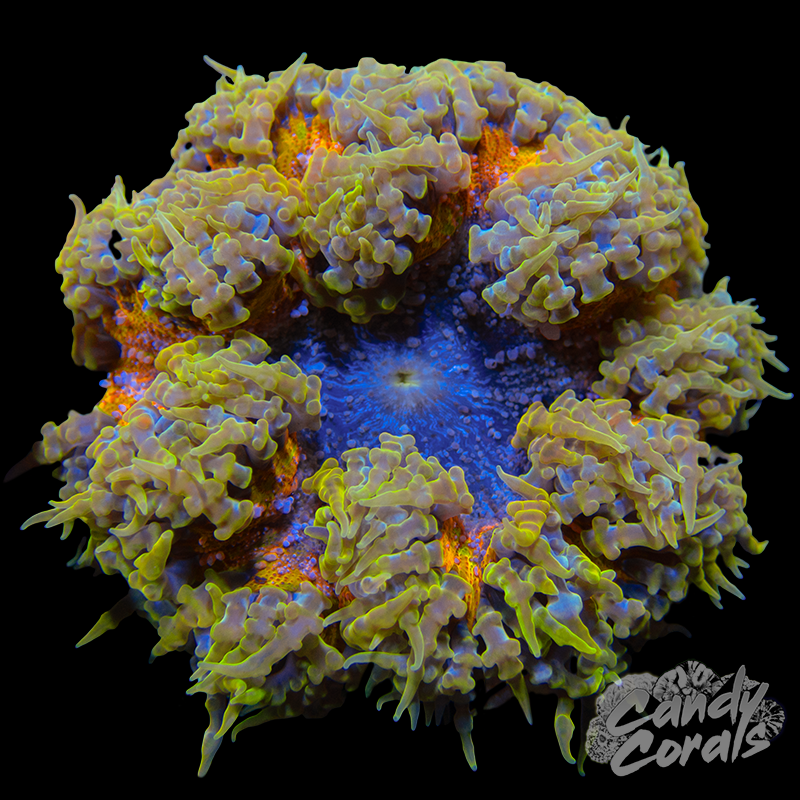 Rainbow Rock Flower Anemone WYSIWYG 5