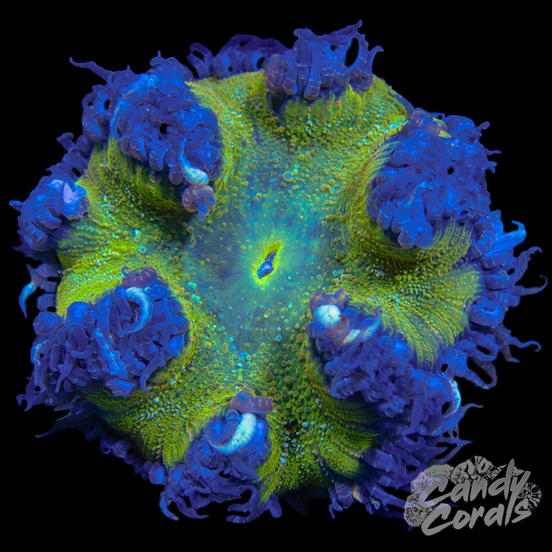 Rainbow Rock Flower Anemone WYSIWYG 6