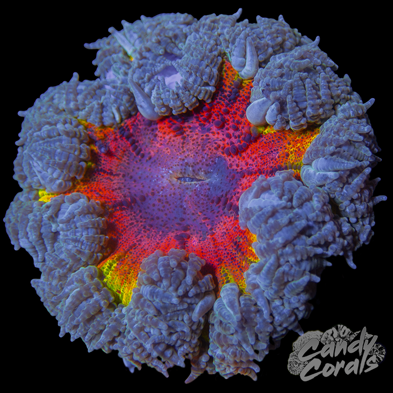 Jawbreaker Rock Flower Anemone WYSIWYG 2