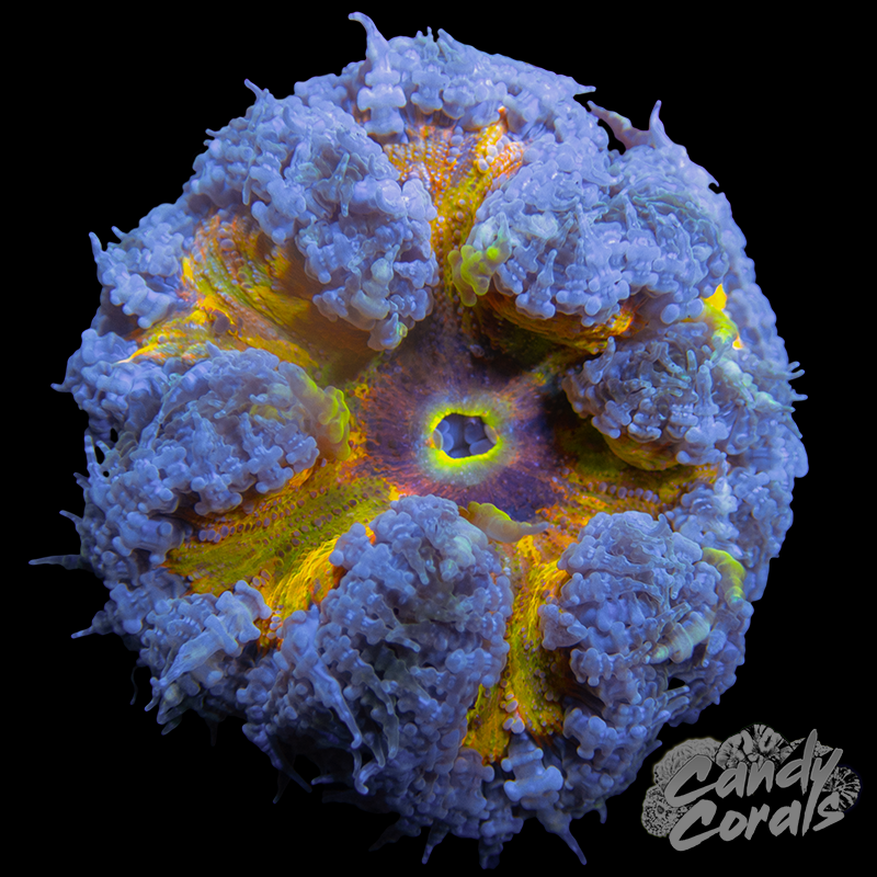 Jawbreaker Rock Flower Anemone WYSIWYG 3