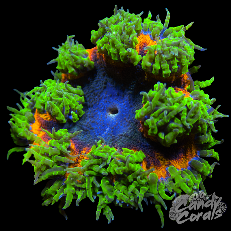 Rainbow Rock Flower Anemone WYSIWYG 8