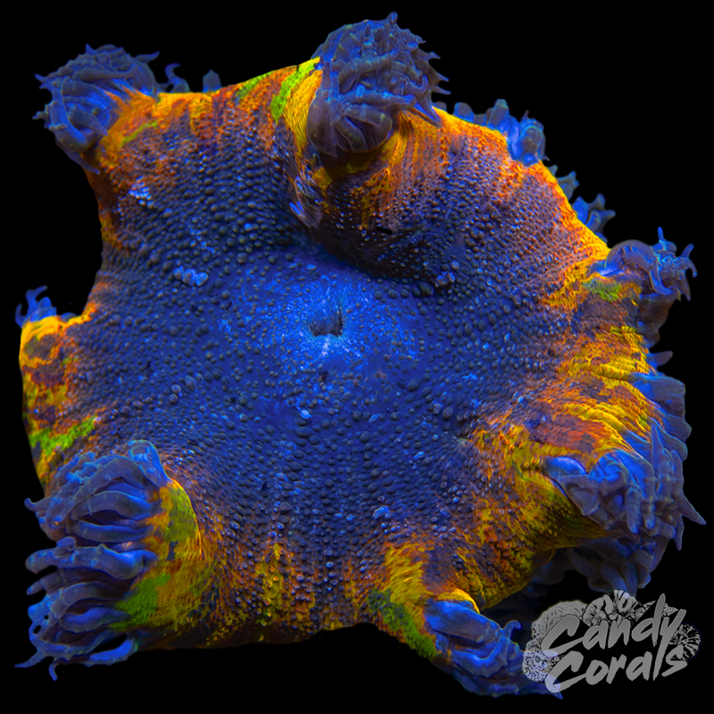 Rainbow Rock Flower Anemone WYSIWYG 9