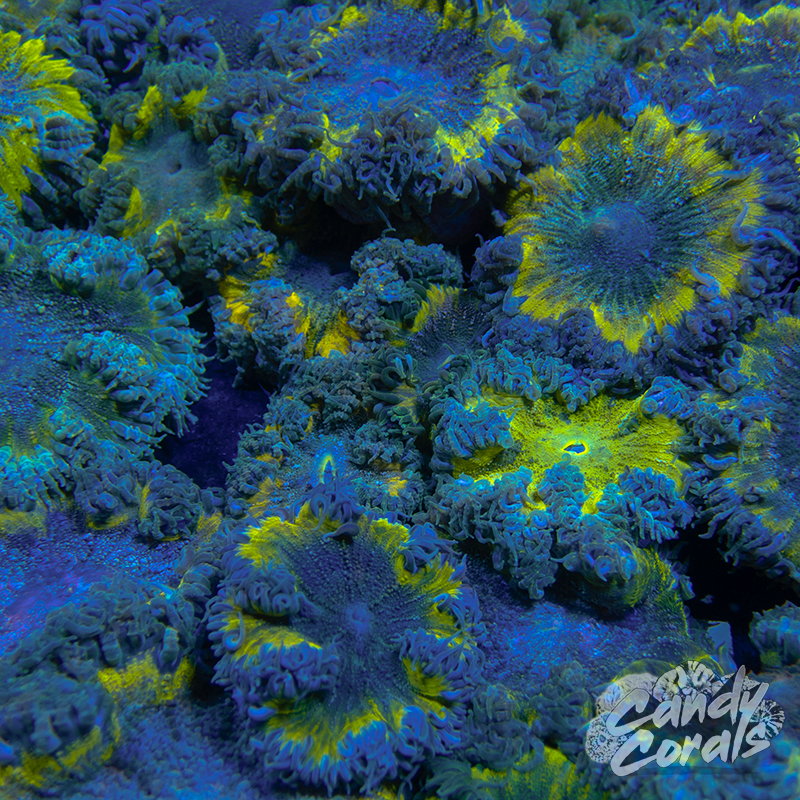 Assorted Green Rock Flower Anemone