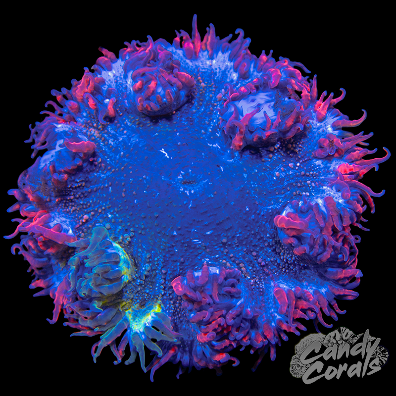 Kryptonite Candy Cane Coral Per Polyp B14 – Candy Corals