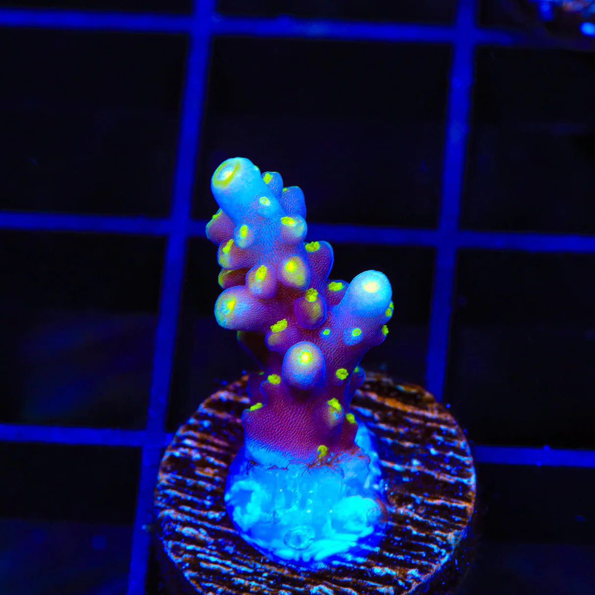 RR Firecracker Acropora Sp. Frag A11