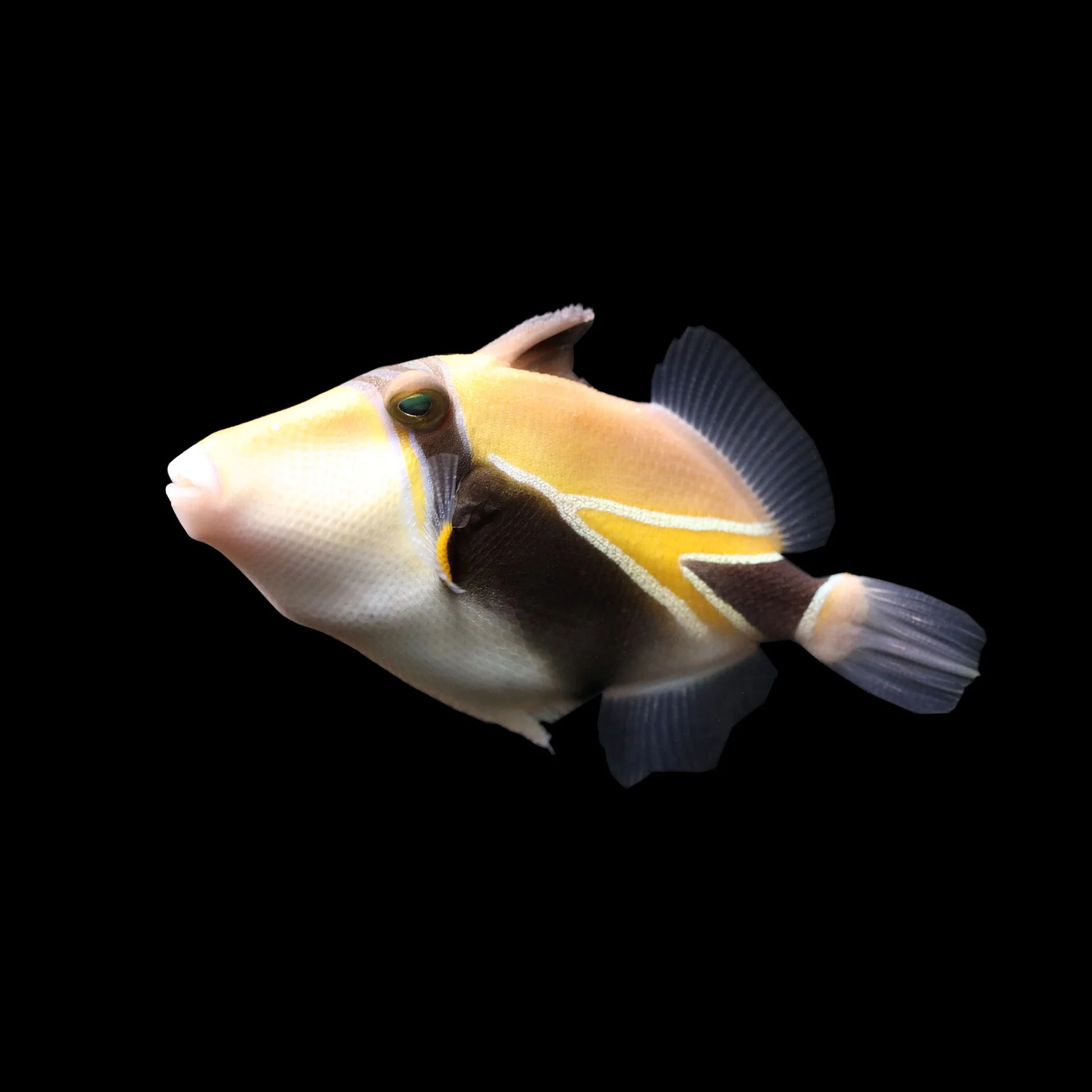 Rectangle Triggerfish