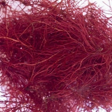 Red Ogo Spaghetti Macroalgae