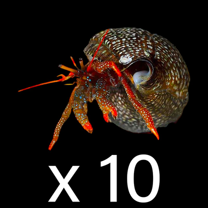 Dwarf Red Tip Hermit Crab