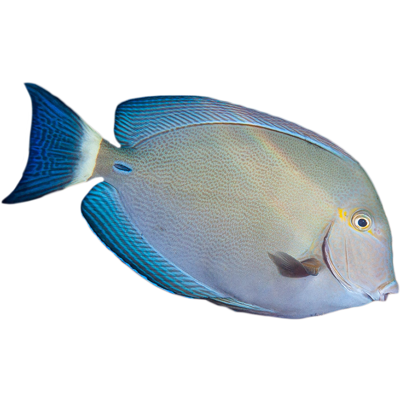 Ring Tail Tang