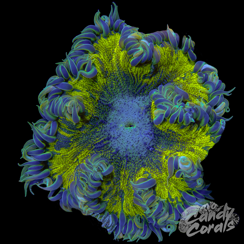 Rock Flower Anemone WYSIWYG 36