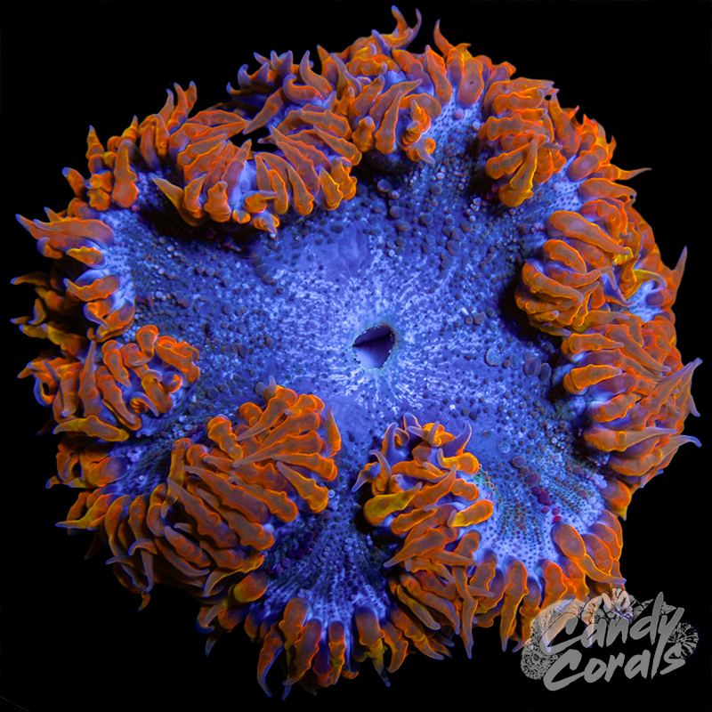 Rock Flower Anemone WYSIWYG 38