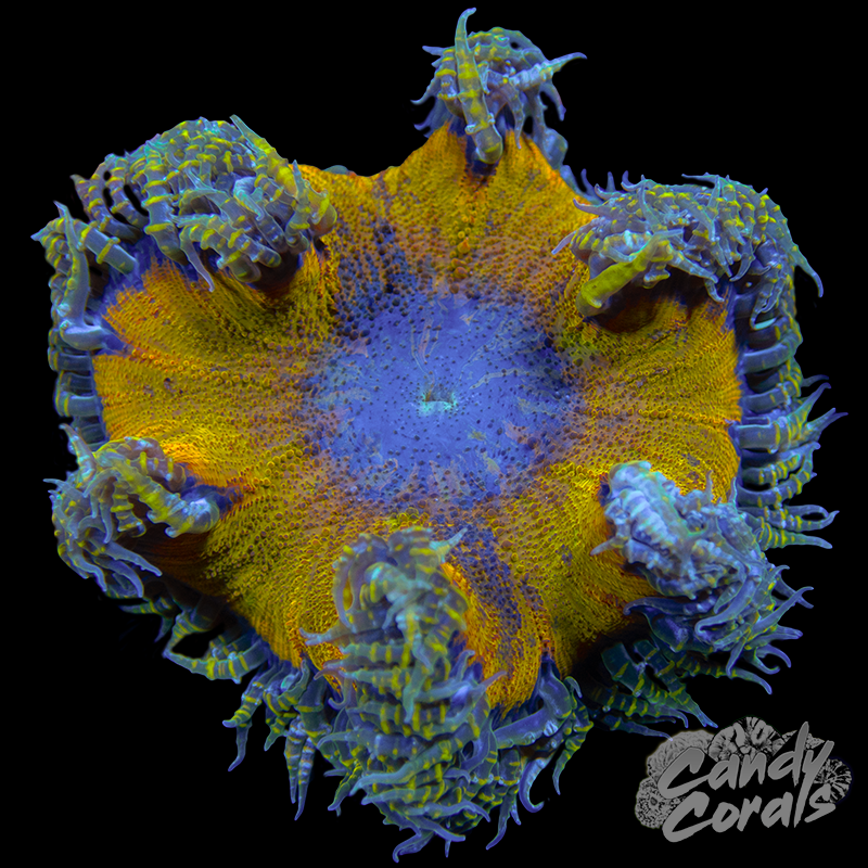 Rock Flower Anemone WYSIWYG 37