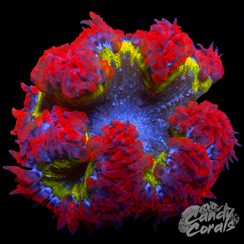 Stop Light Rock Flower Anemone WYSIWYG 39